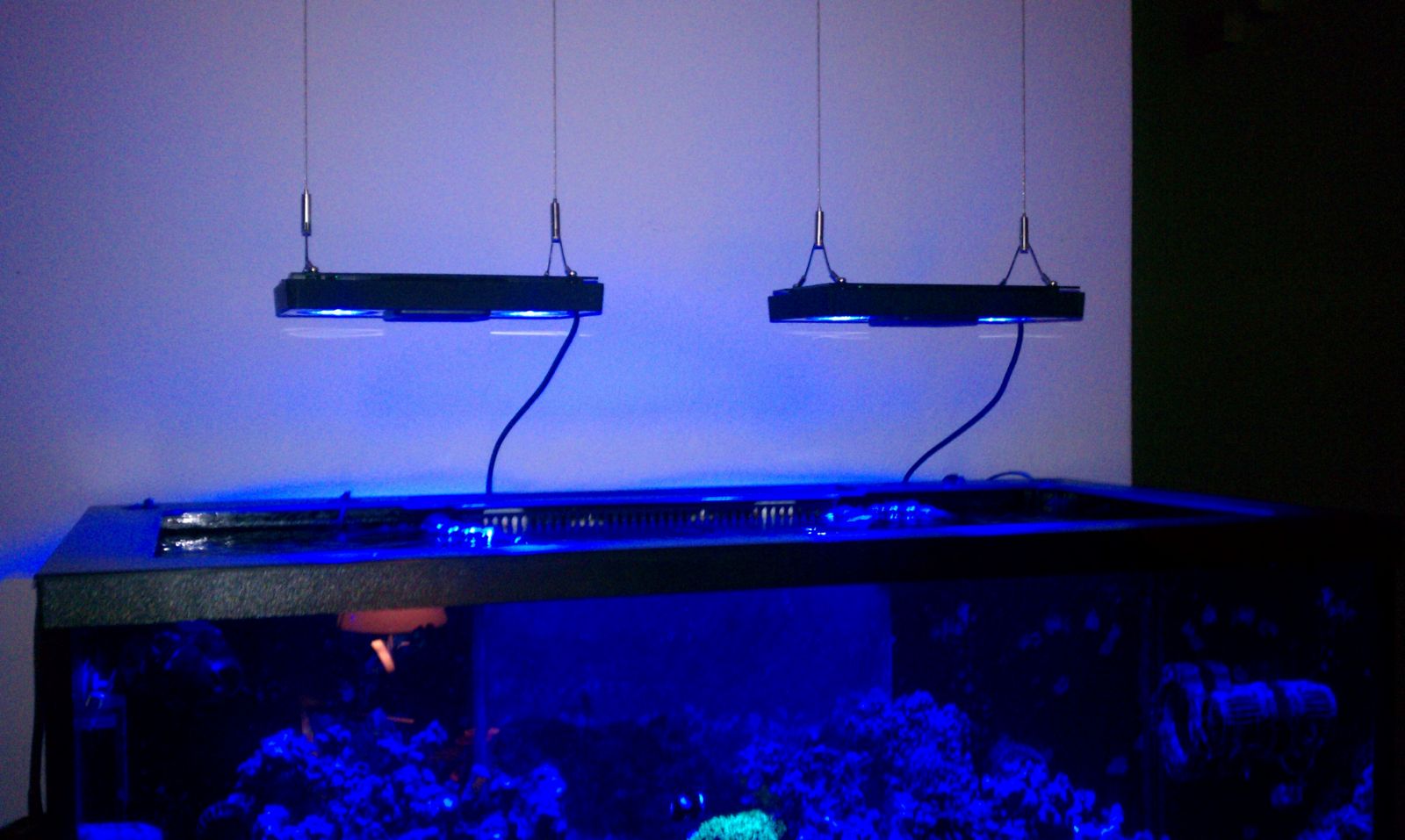 Radion XR30 LED's Members Gallery Austin Reef Club