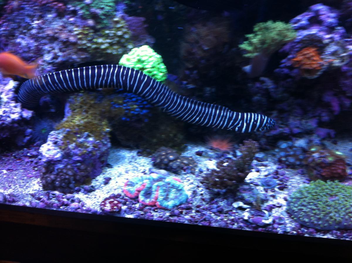 Zebra eel - Reef Keeping - Austin Reef Club