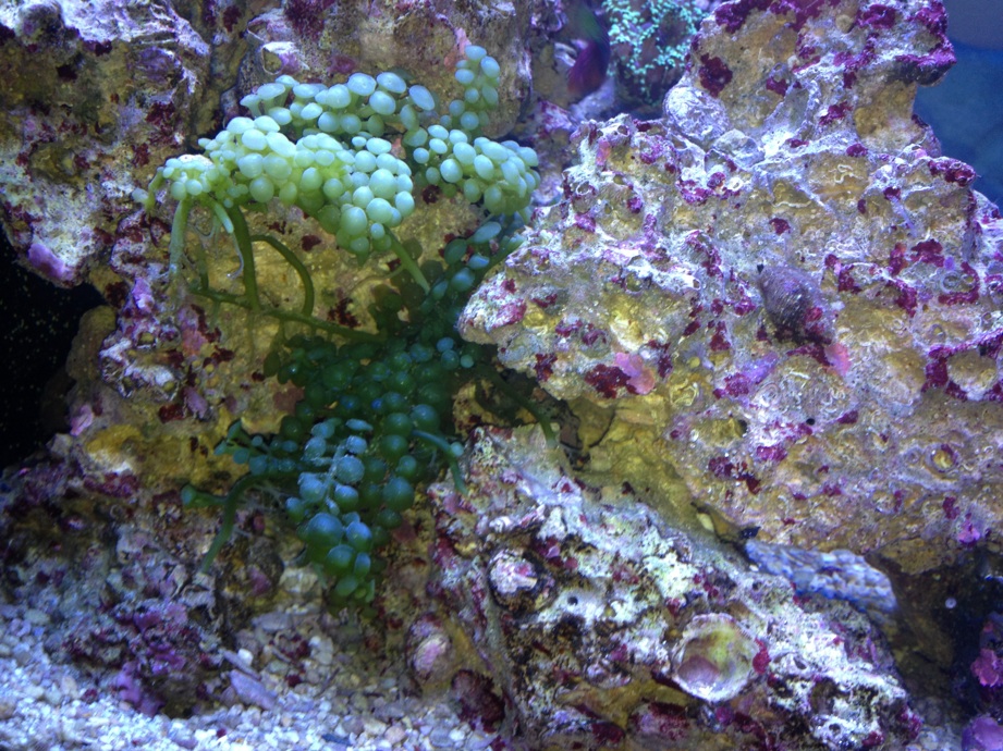 Florida Live rock for sale 75 Livestock Austin Reef Club