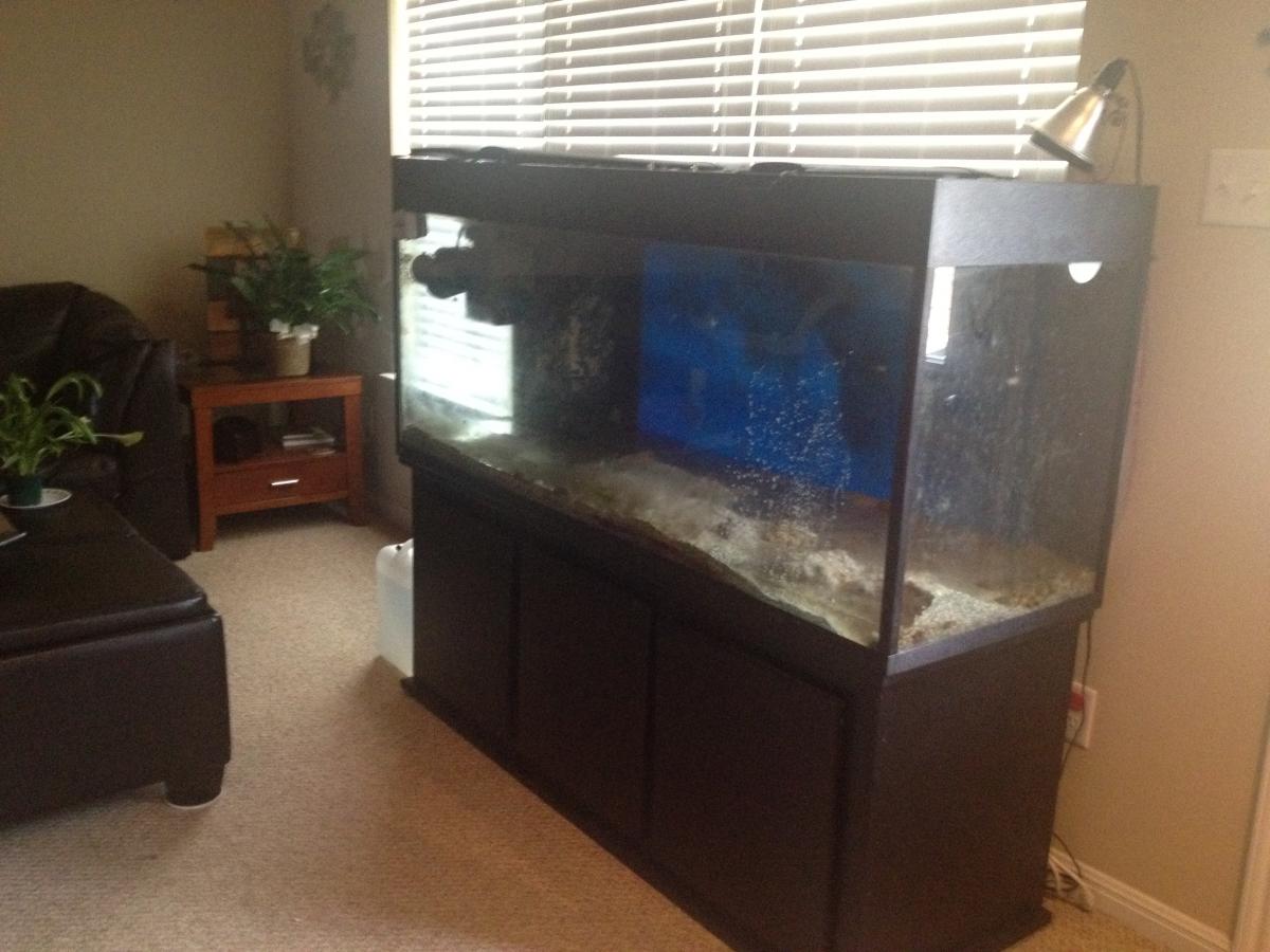 185 gallon reef tank aquarium full setup 1500 obo Complete Systems
