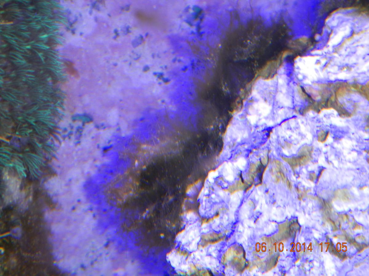 Any danger in scraping off a lot of coralline at one time? Reef