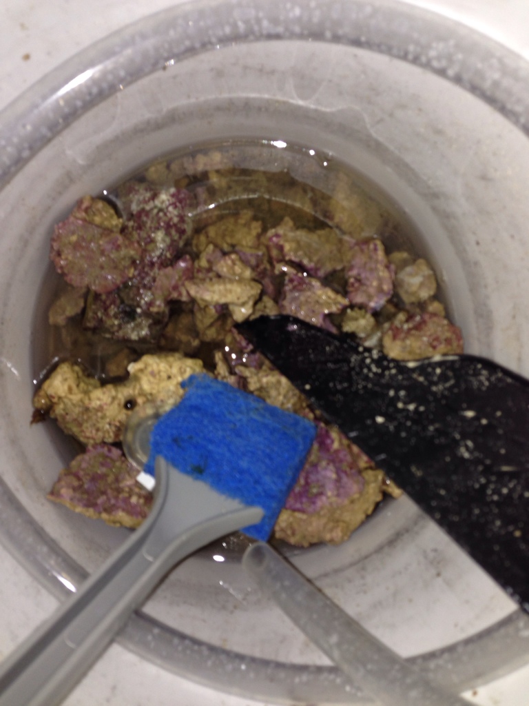 Live Rock Rubble. Livestock Austin Reef Club