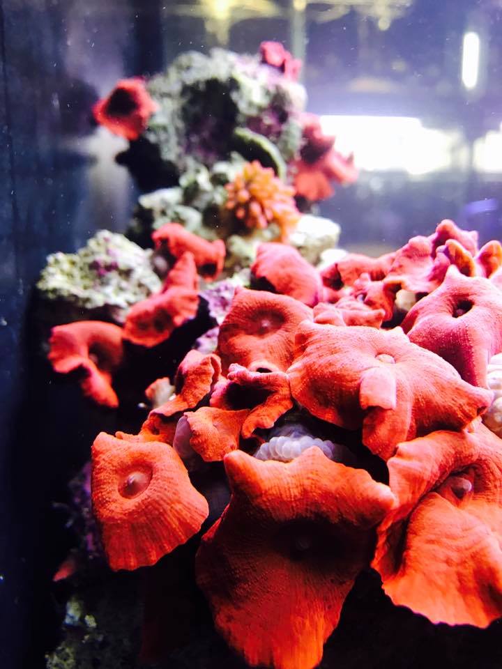 Coralife Biocube 32 - River City Aquatics - Austin Reef Club