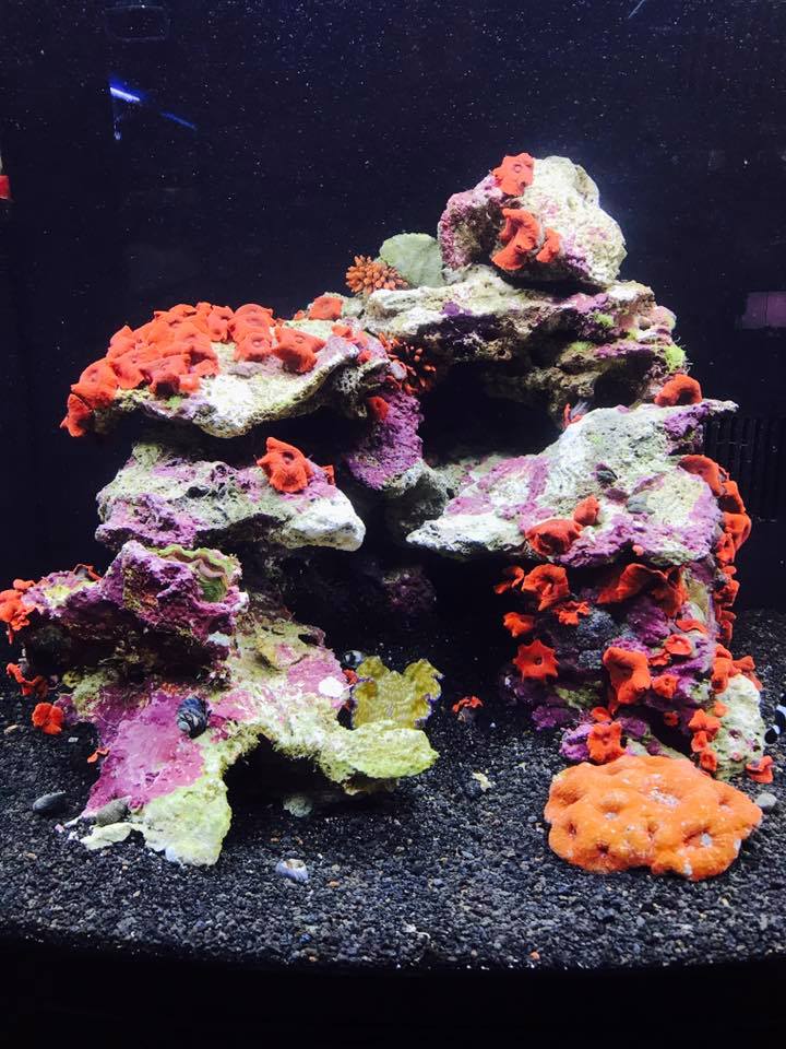 Coralife Biocube 32 - River City Aquatics - Austin Reef Club