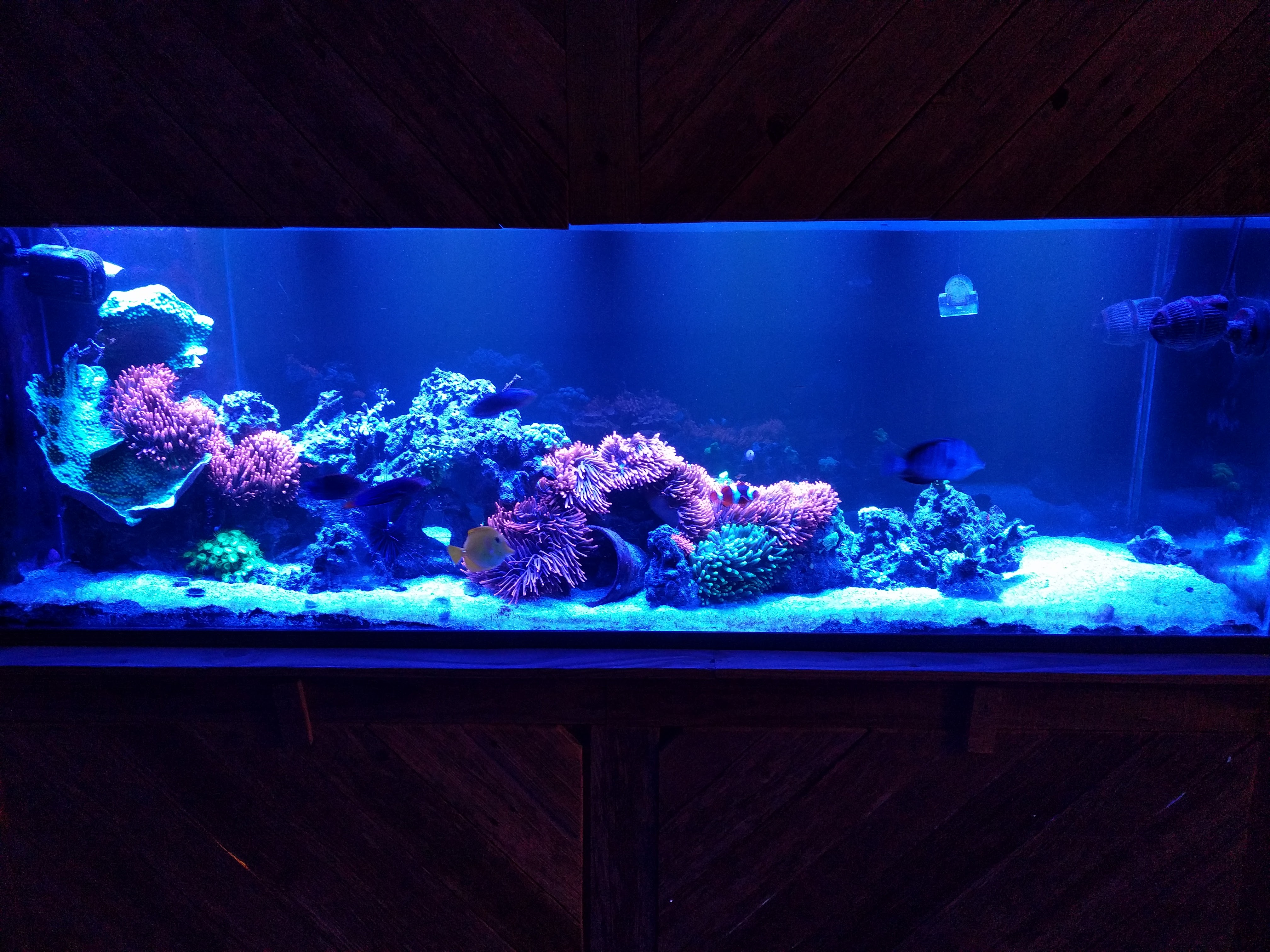 Frag Swap corals Livestock Austin Reef Club