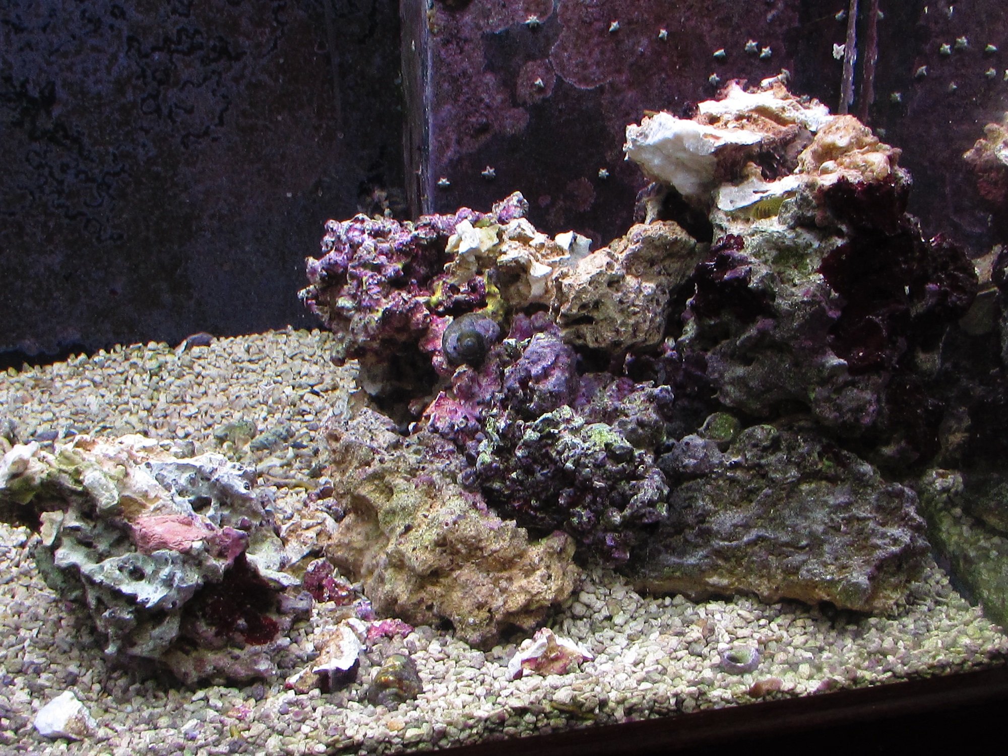 30+ lbs of live rock 60 [SOLD] Livestock Austin Reef Club