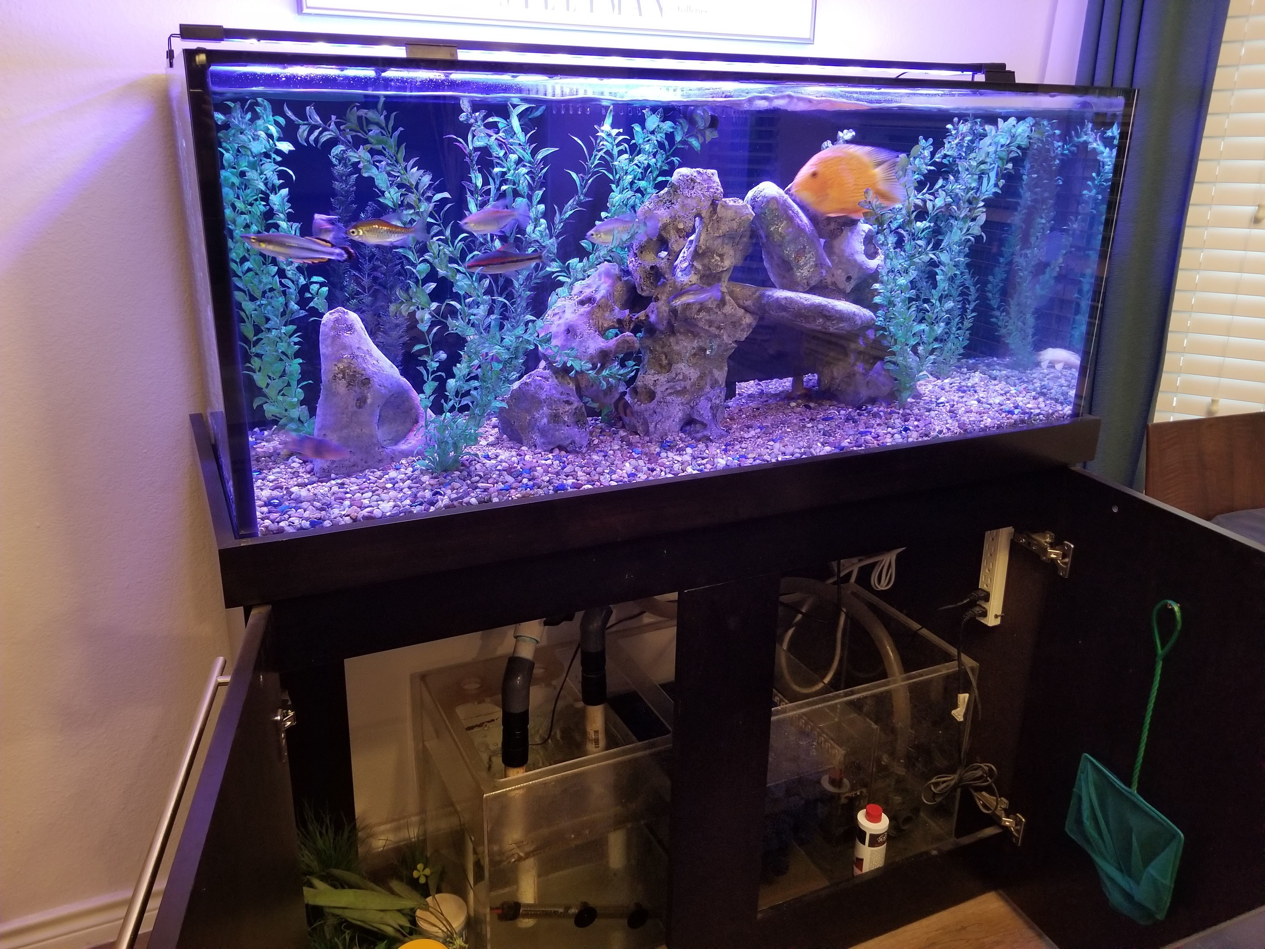 85G Reef Ready Rimless Tank and Stand Hardware Austin Reef Club