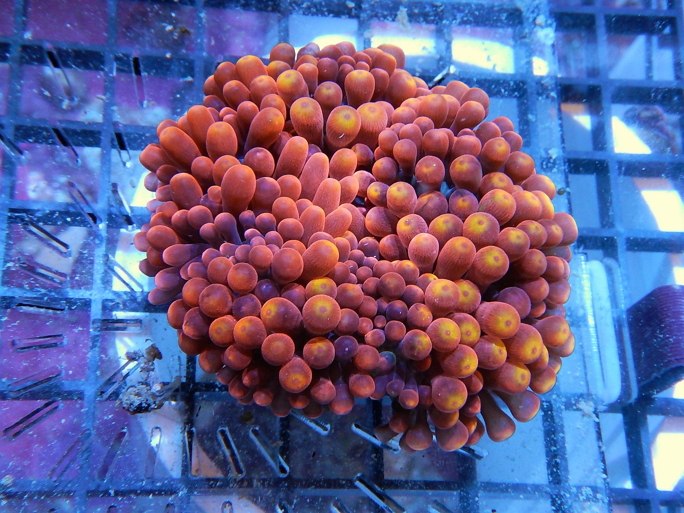 Awesome Bubble Tip Anemones for Sale Livestock Austin Reef Club