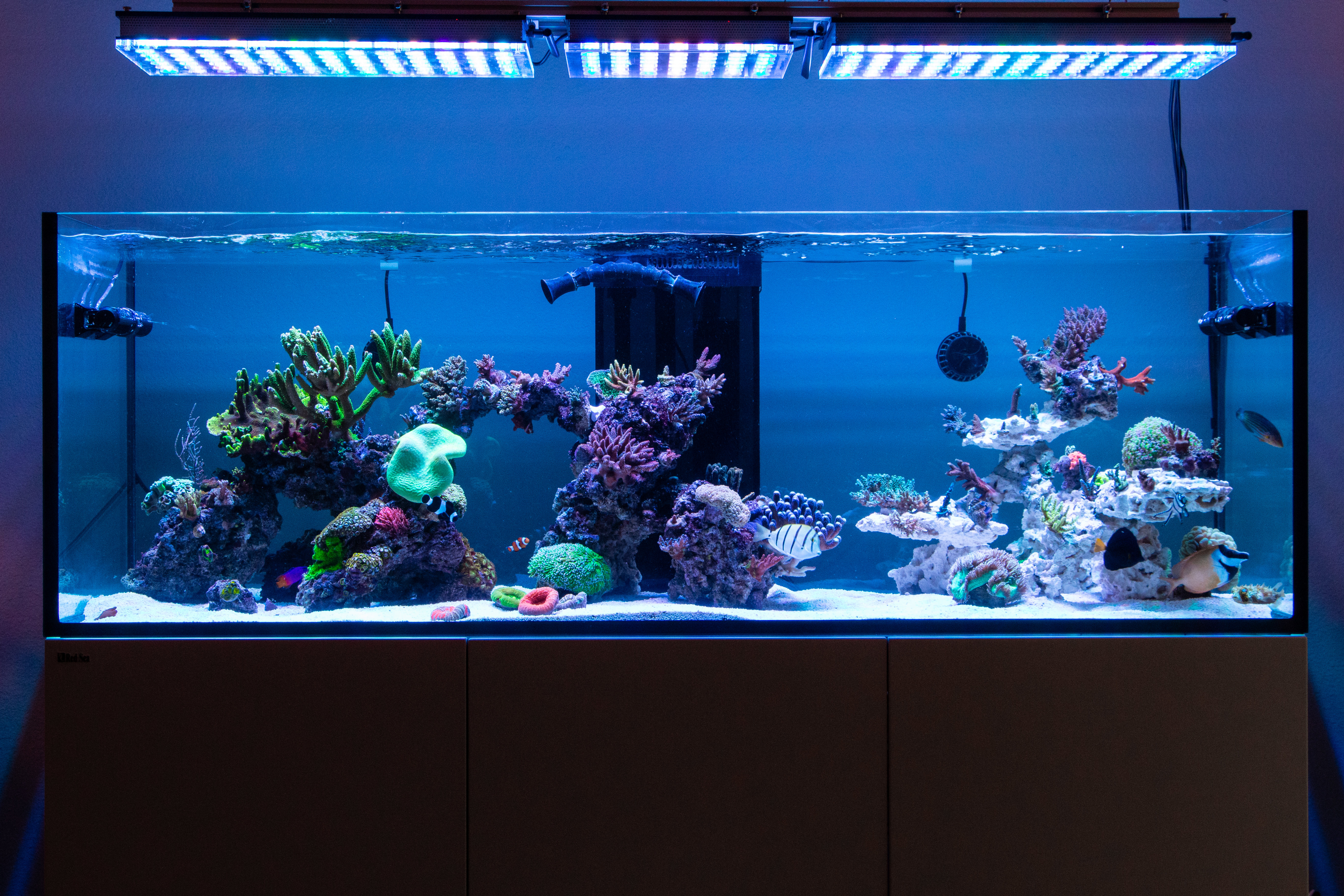 Radion Xr30w G4 Pros For My Orphek Atlantiks Compacts Want To Buy Austin Reef Club