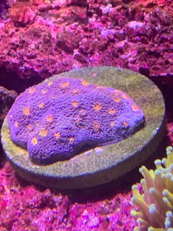 Bright Yellow Zoas ( 60+heads ) & Miamii Hurrican - Livestock - Austin