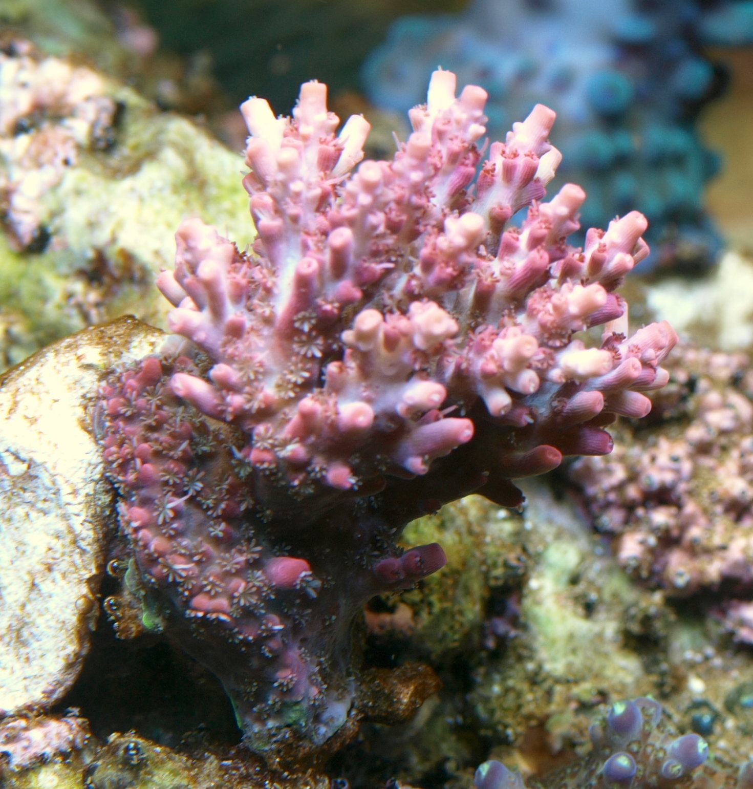 2015 Reef Savvy Dream Tank Giveaway - Page 19 - Tank Builds - Austin ...