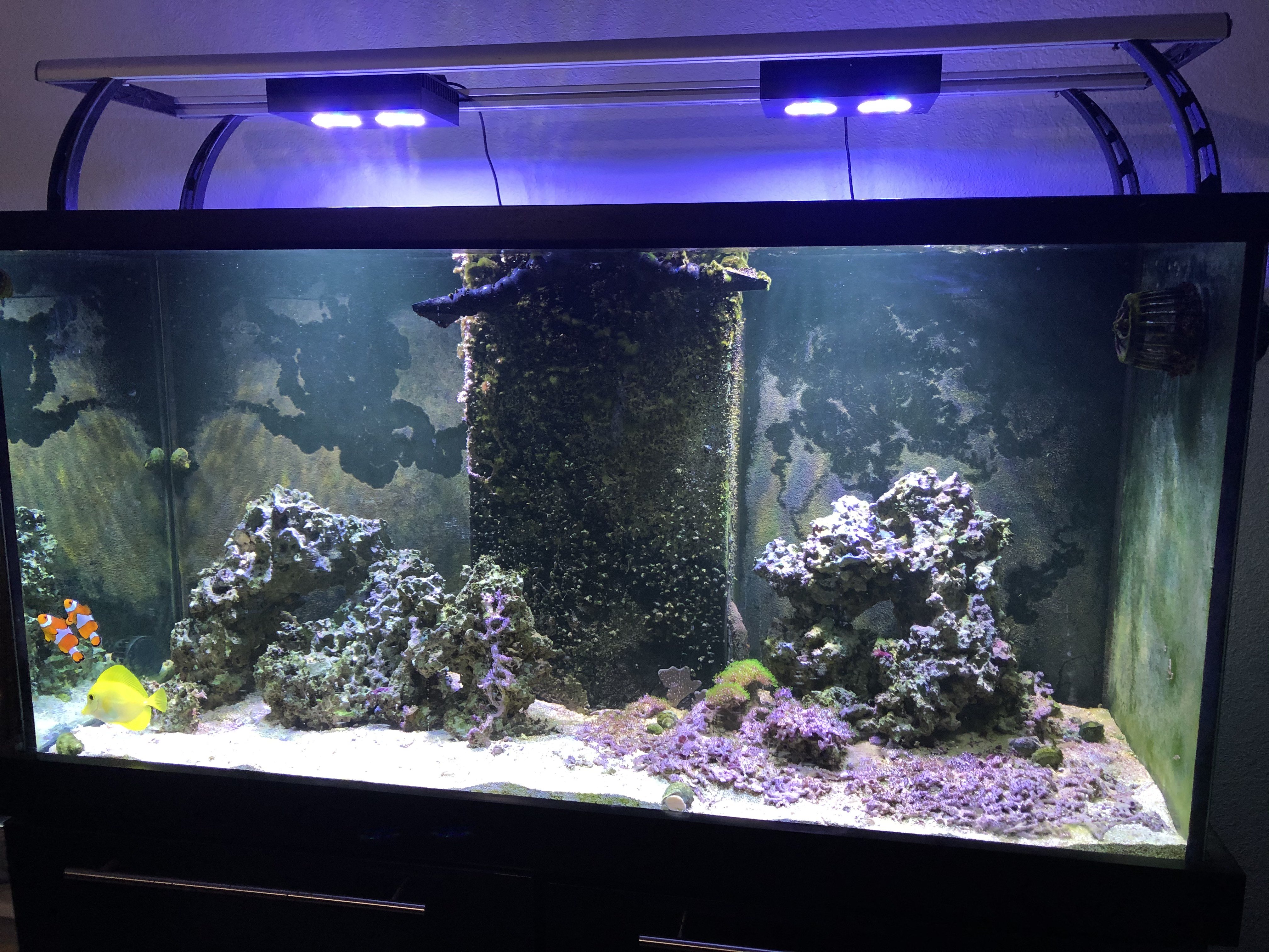 Complete 90gl Aquarium. I have got to get it out of here ASAP