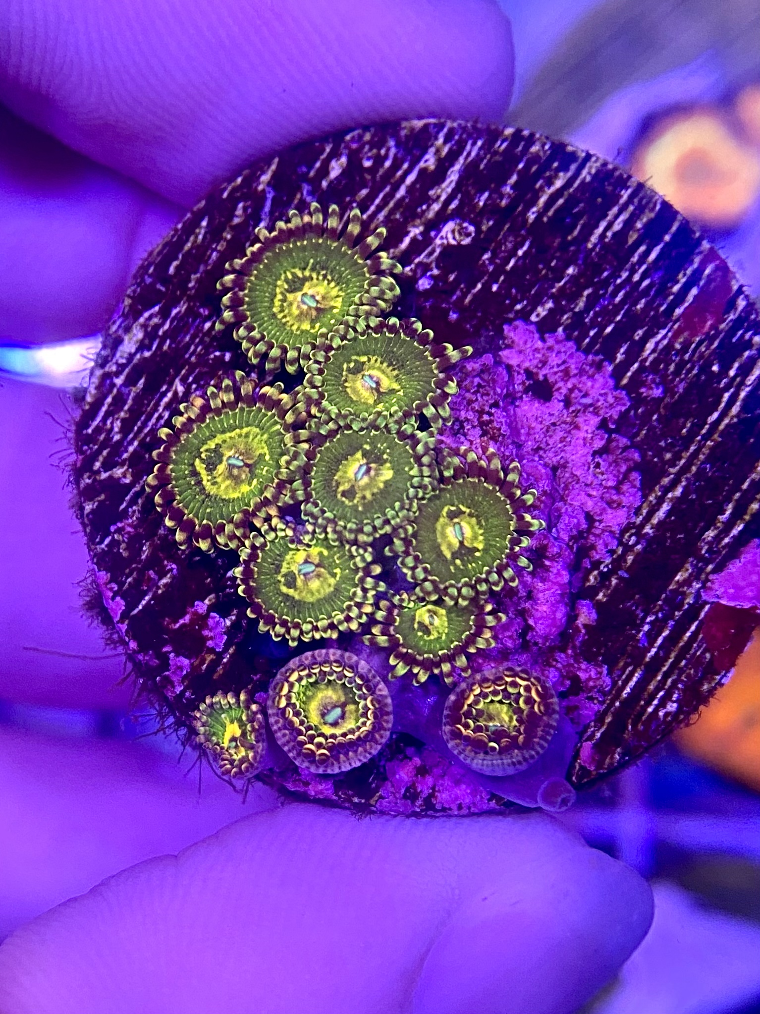 Zoas, blastos and sps Livestock Austin Reef Club