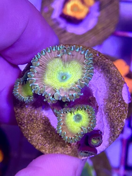 Zoas, blastos and sps Livestock Austin Reef Club