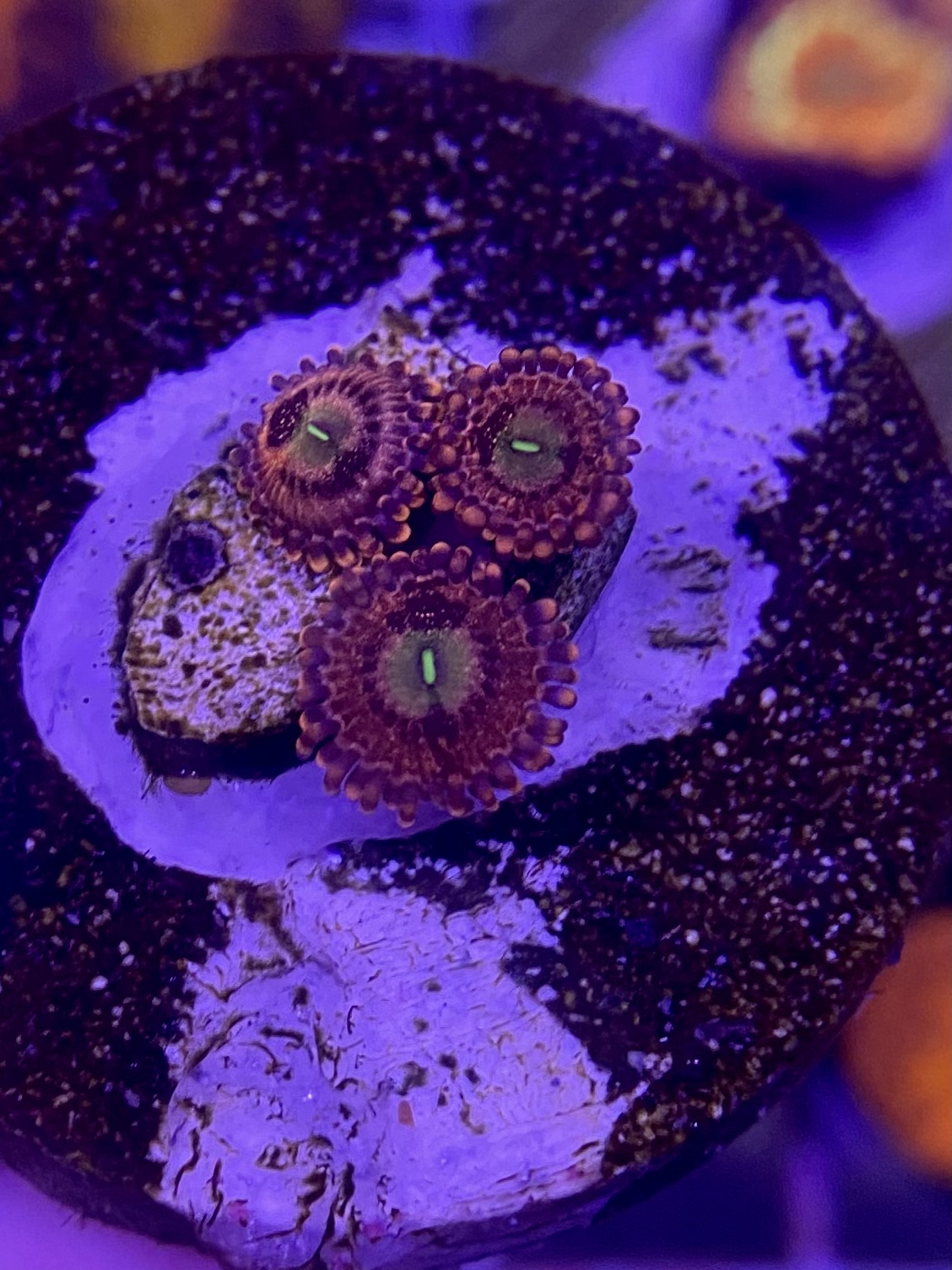 Zoas, blastos and sps Livestock Austin Reef Club