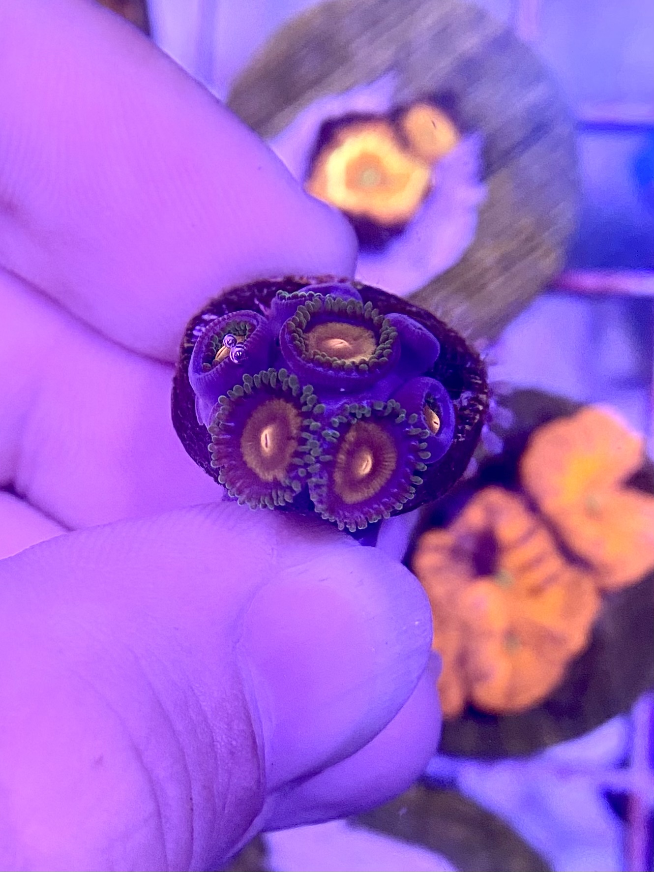 Zoas, blastos and sps Livestock Austin Reef Club