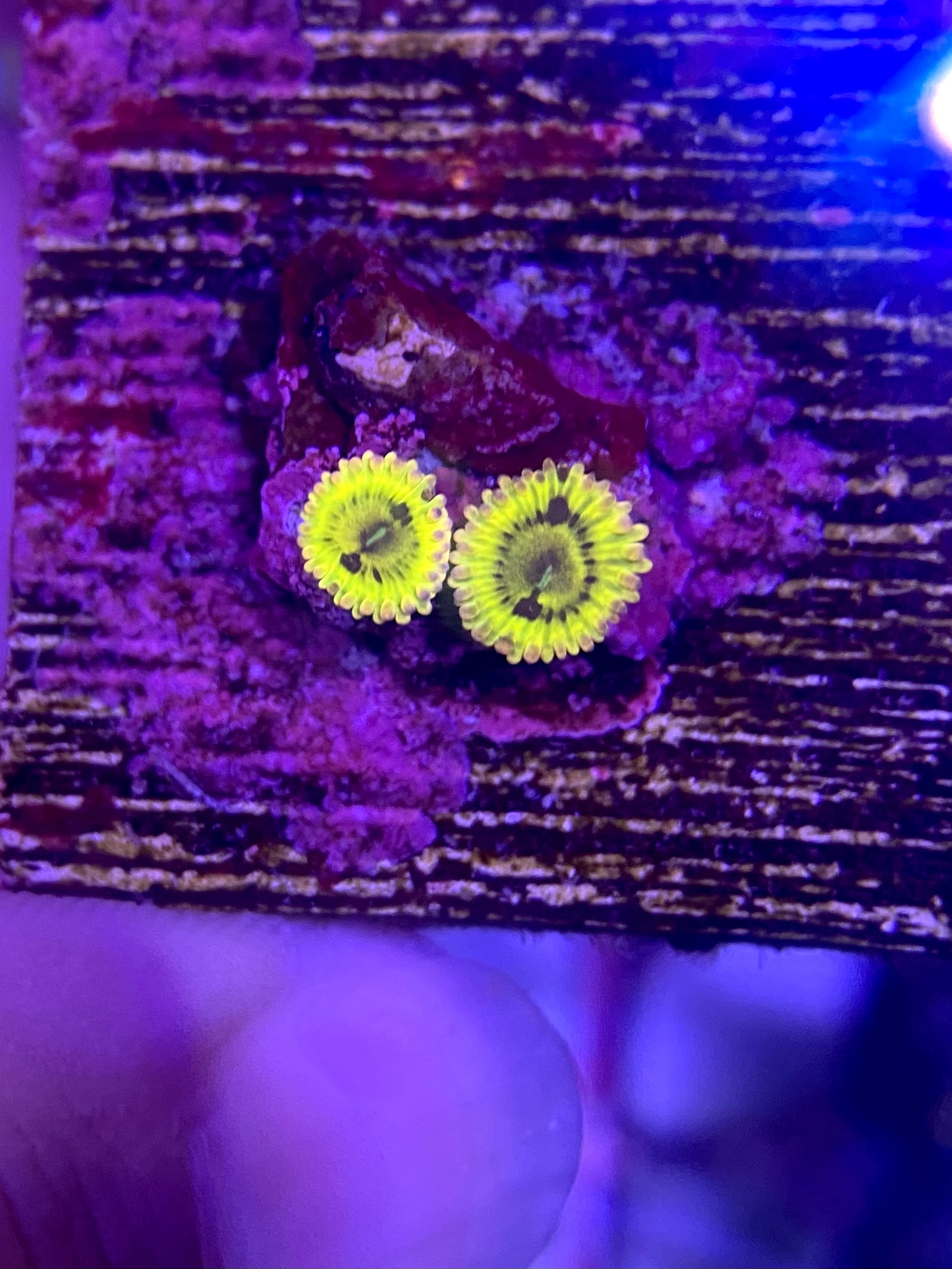 Zoas, blastos and sps Livestock Austin Reef Club